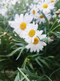 Close-up of white daisy flowers on field