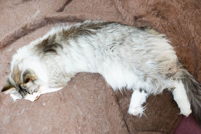 High angle view of cat sleeping