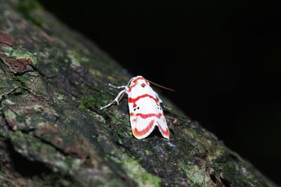 Close-up of insect on rock