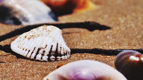 Close-up of seashell on pebbles