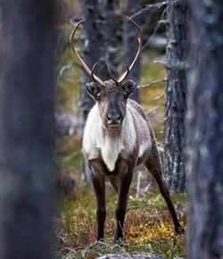 Portrait of deer in a forest