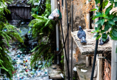 The indiscriminate littering affects the habitat of animals at old apartment