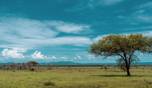 African panorama in serengeti national park