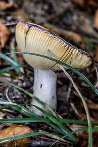 Close-up of mushroom growing on field