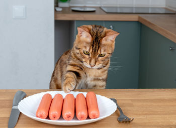 Hungry bengal cat steals sausages on wooden kitchen table