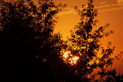 Low angle view of silhouette tree against sky at sunset