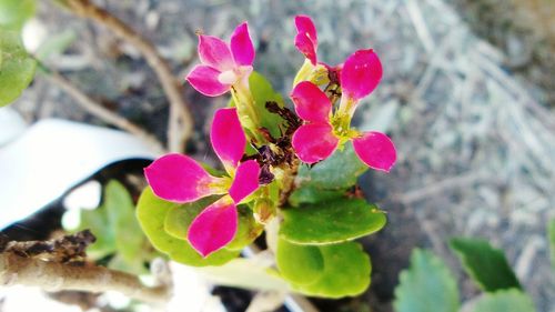 Close-up of insect on pink flower