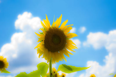 Low angle view of sunflower blooming against sky