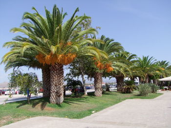 Palm trees against sky