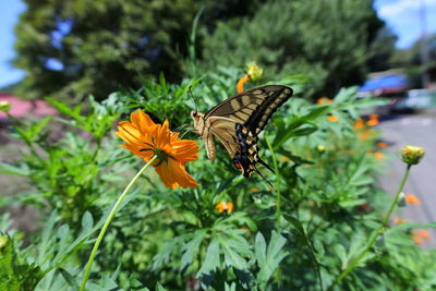 Close-up of butterfly pollinating on flower