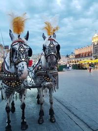 Horses in costume pull tourists around the city of krakow