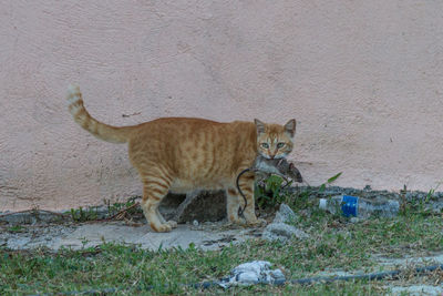 Tiger by wall