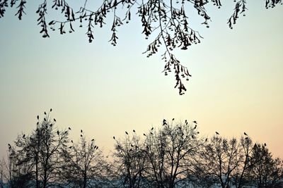 Close-up of silhouette tree against sky