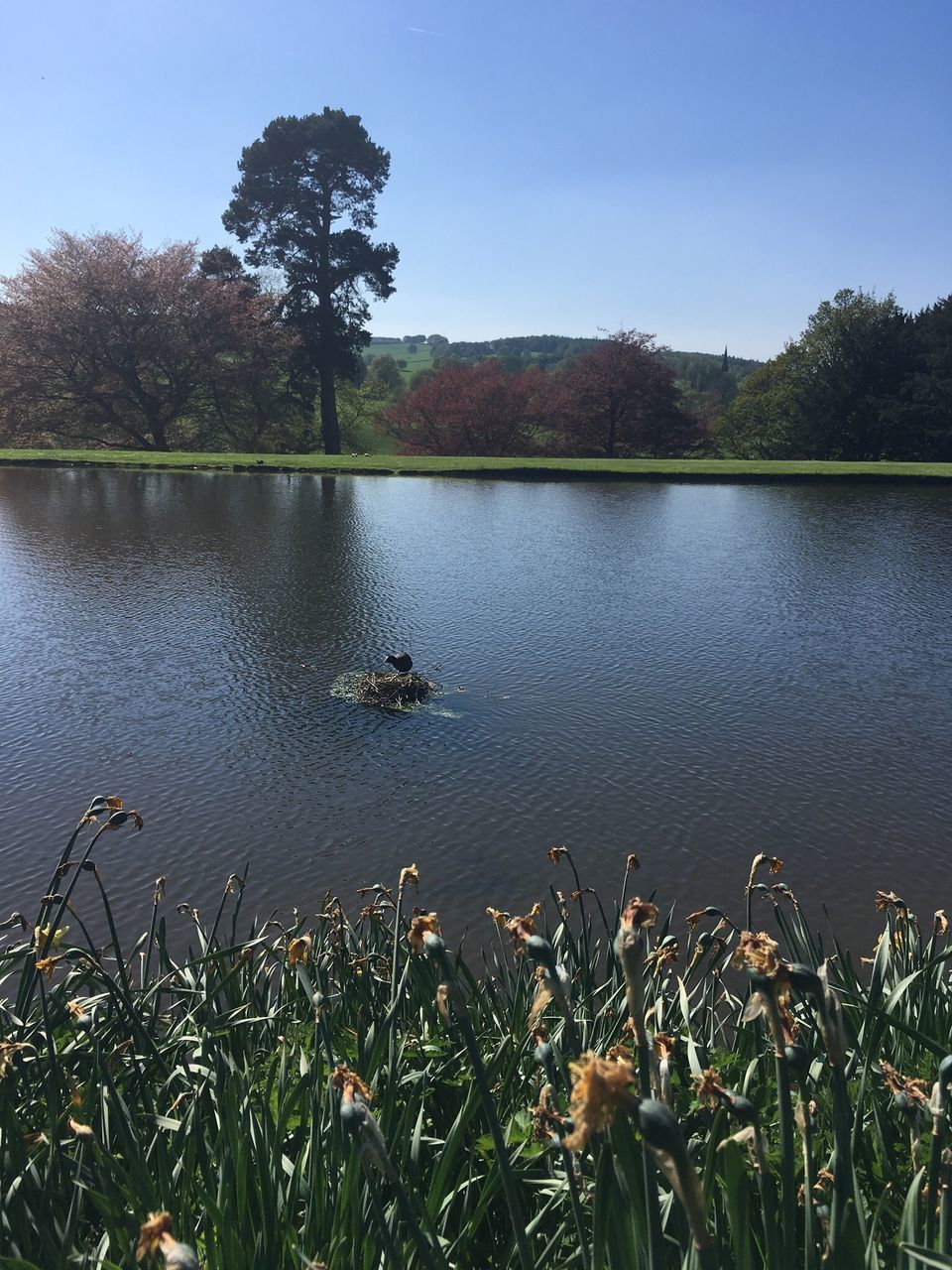 SCENIC VIEW OF LAKE AND TREES