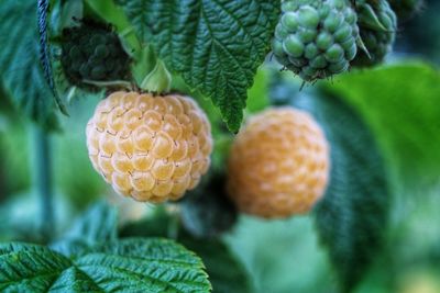 Close-up of strawberries