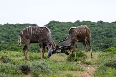 Horses grazing in park