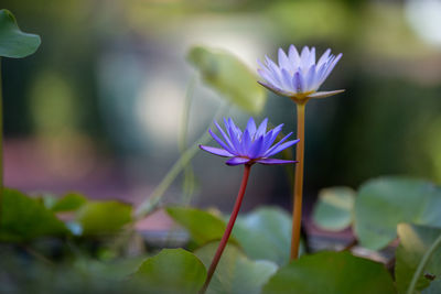 Close-up of purple flowering plant