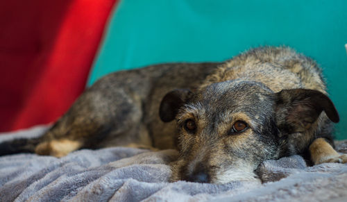 Close-up of a dog resting