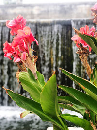 Close-up of red flowering plant