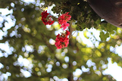 Close-up of red flowering plant