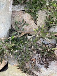 Close-up of plant growing on rock