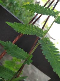 Close-up of insect on plant