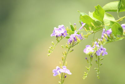 Close-up of pink flowering plant