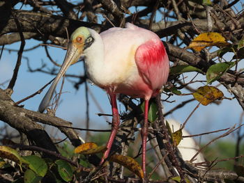 Close-up of bird perching on branch