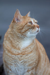 Close-up of ginger cat