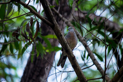 Bird perching on tree