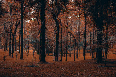 Trees in forest during autumn