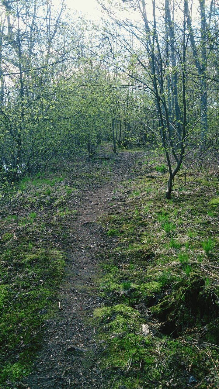 tree, tranquility, the way forward, forest, growth, tranquil scene, nature, branch, beauty in nature, green color, grass, scenics, plant, footpath, non-urban scene, landscape, diminishing perspective, day, tree trunk, no people