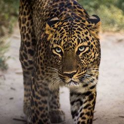 Close-up of a tiger