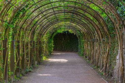 Empty footpath amidst plants