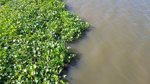 High angle view of plants growing in river