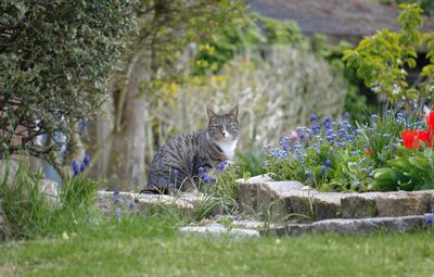 Portrait of cat on field