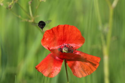 Close-up of honey bee on red poppy