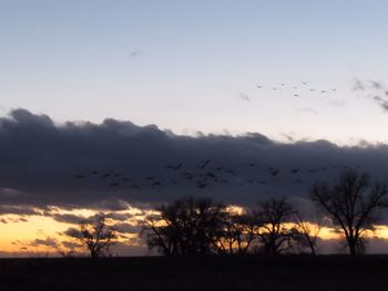 Silhouette of bird flying over trees