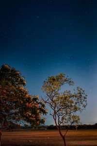 Low angle view of trees against clear sky at night