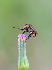 Close-up of insect perching on flower