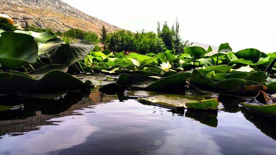 reflection, water, nature, leaf, beauty in nature, plant, growth, scenics, lake, tranquility, green color, no people, waterfront, outdoors, day, tranquil scene, lily pad, freshness, palm tree, floating on water, tree, sky