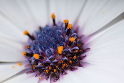 Close-up of flower