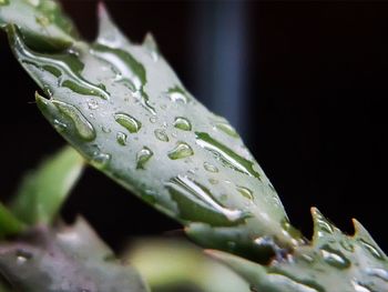 Close-up of water drops on leaf against black background