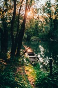 Trees by lake in forest