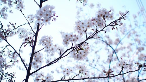 Low angle view of pink flowers blooming on tree