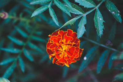 Close-up of orange flower blooming outdoors