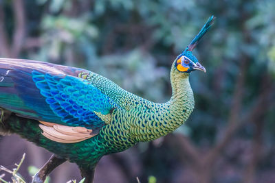 Close-up of peacock perching on tree