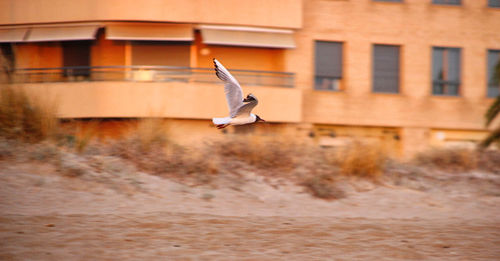 Seagull flying in a building