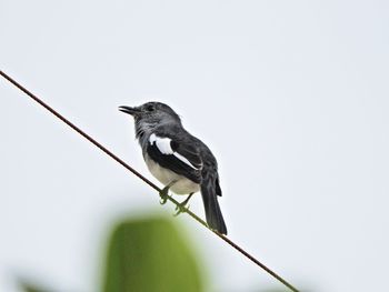 Close-up of bird perching on clear sky