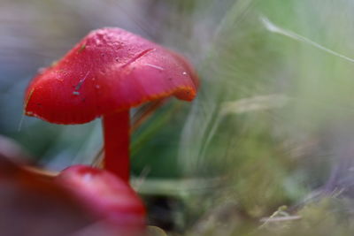 Close-up of fly agaric mushroom